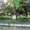 Poplar Tree at Gandhi Park in Meerut